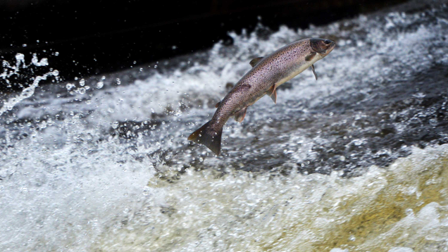 Illustration for article titled So Apparently There Is Something Called A Salmon And It’s Freaking Adorable
